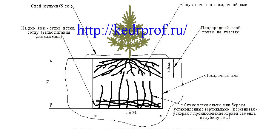 Корневая система ели и сосны схема