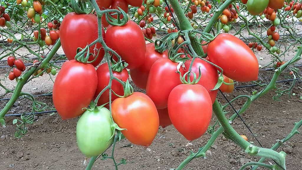 Какие томаты самые урожайные? обзор лучших высокорослых сортов с фото