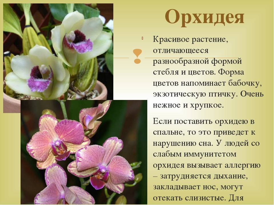 Орхидея черный принц