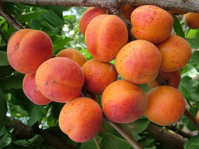 Лучшие сорта абрикосов для средней полосы россии, сибири, урала и подмосковья