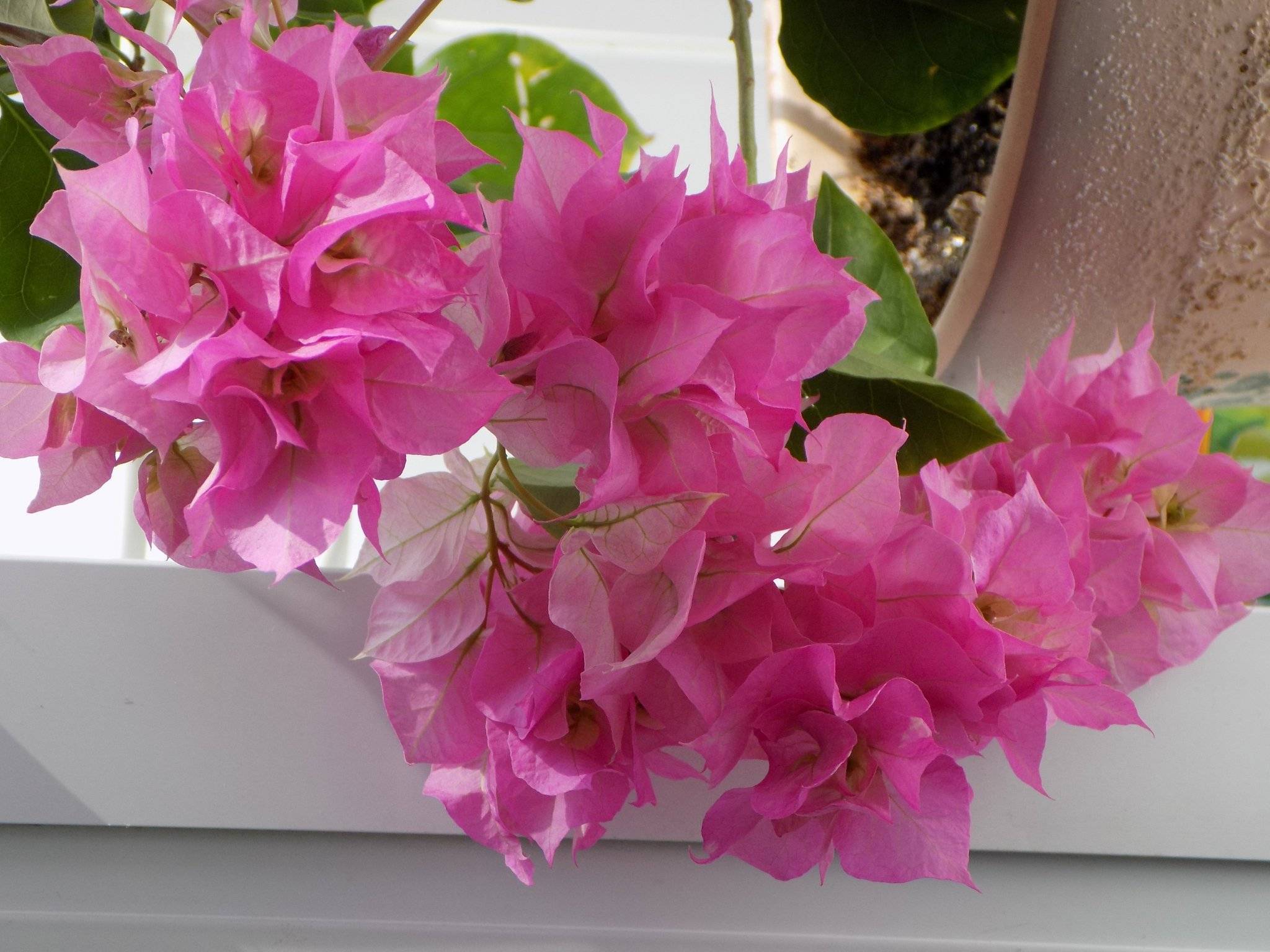 Цветок бугенвиллия комнатная уход в домашних условиях фото