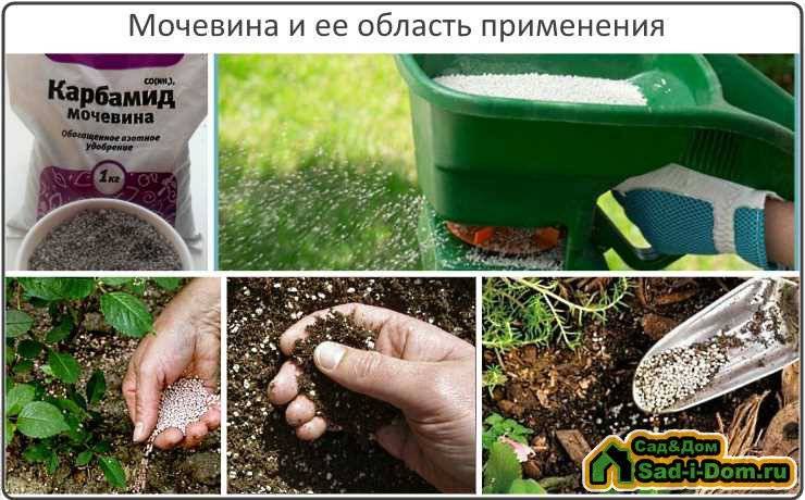 Как правильно использовать мочевину в саду и в огороде в течение всего сезона