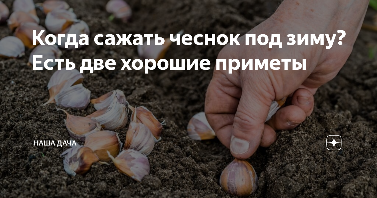 Лунный чеснок. Какого числа сажать чеснок. Посадка чеснока под зиму по лунному календарю. Число чеснок сажать.