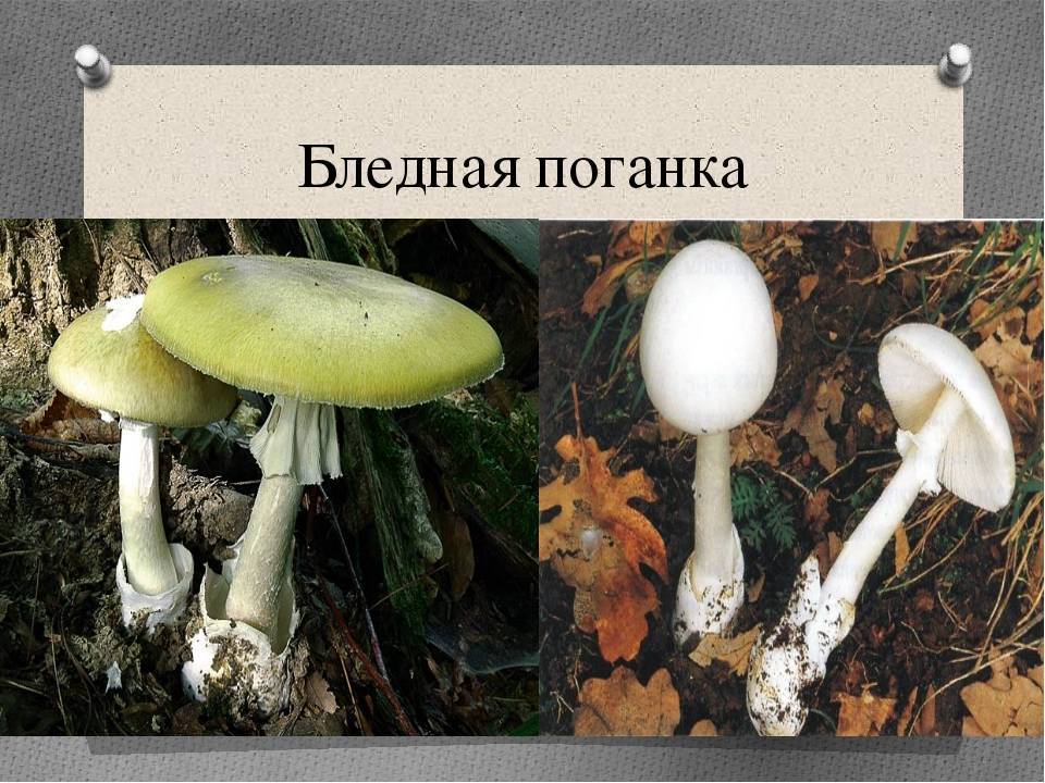 Как отличить съедобные грибы от несъедобных и определить по фото, как выглядят ядовитые и ложные виды