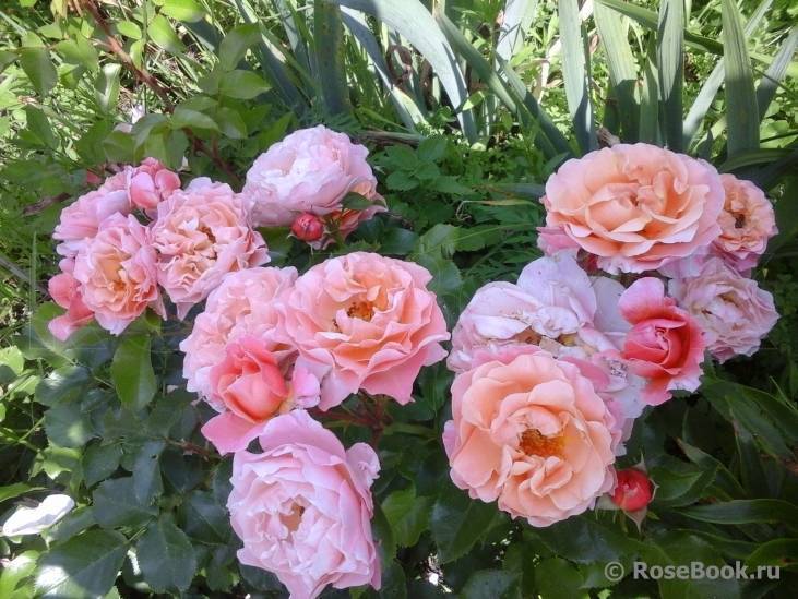 О розе мари кюри (marie curie): описание и характеристики, выращивание