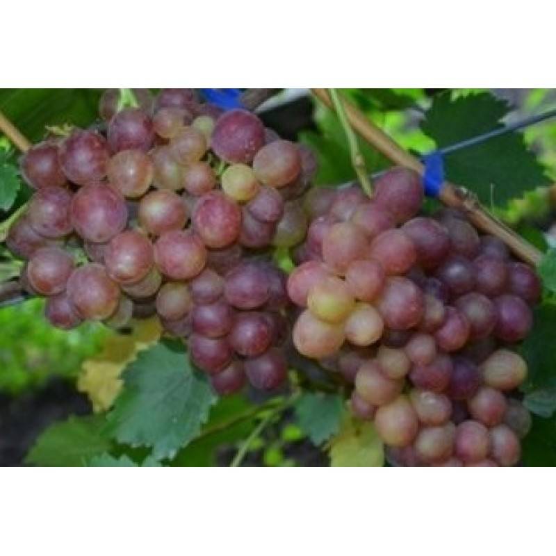 Украинский красавец — сорт винограда крупноплодного рута
