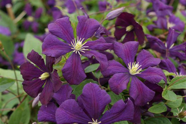 Клематис etoile violette описание и фото