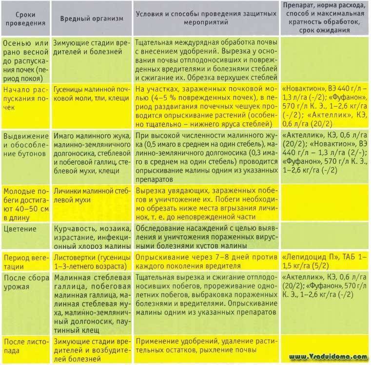 Схема ухода за клубникой с весны до осени