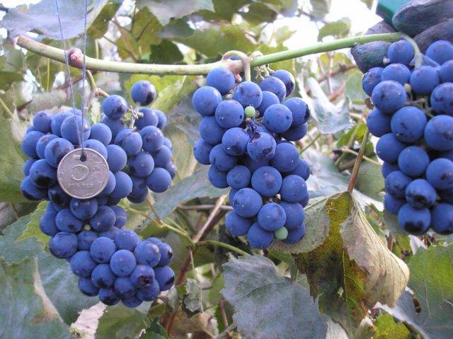 Сорт винограда «альфа»: описание, выращивание, использование и подготовка к зиме