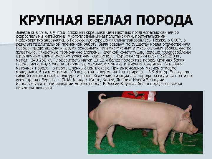 Породы свиней для домашнего разведения: фото и описание