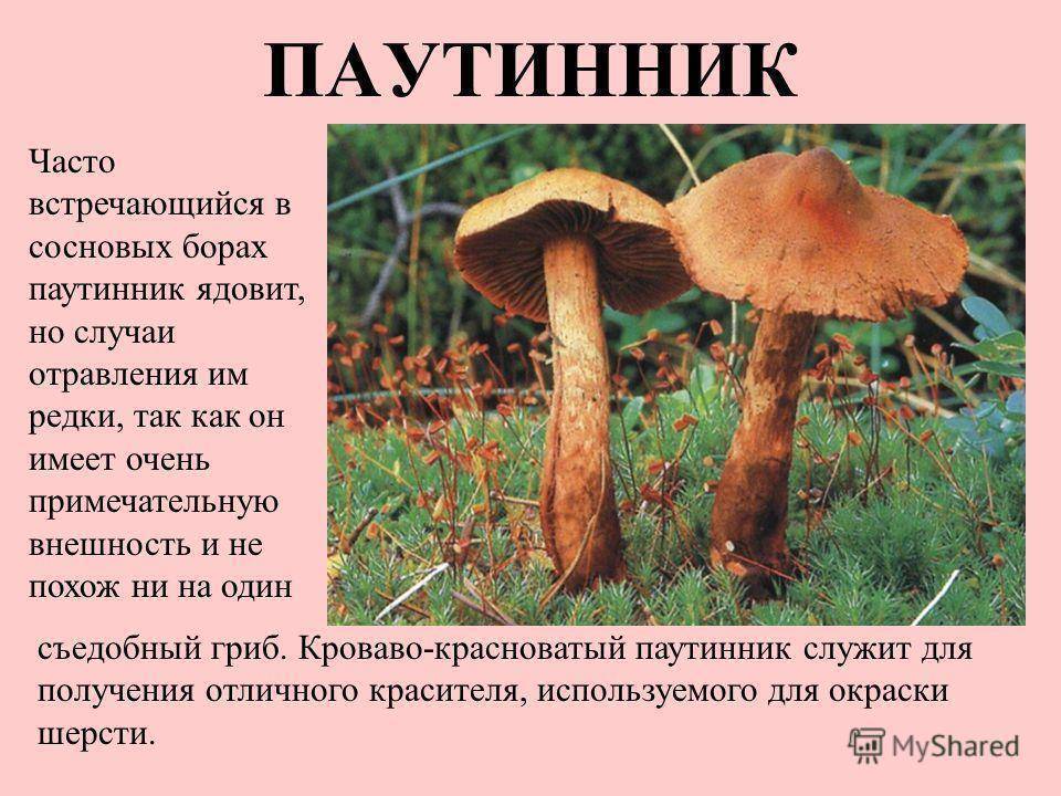 Паутинник красивейший - фото и описание гриба, как выглядит и где растет