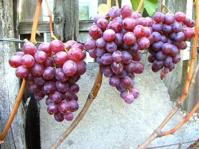 Виноград граф монте кристо, виноград граф монте кристо отзывы