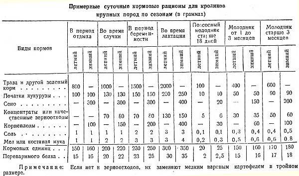 Чем кормить кроликов в домашних условиях: виды кормов, нормы и режим кормления