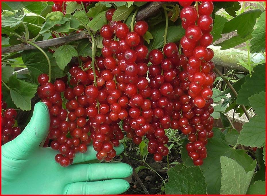 Красная смородина мармеладница: описание сорта, правила выращивания с фото