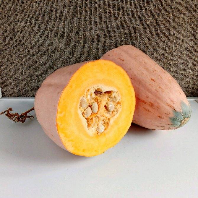 Описание длинноплодной тыквы розовый банан и агротехника выращивания
