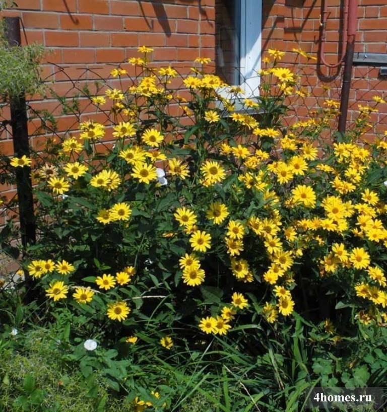 Гелиопсис многолетний — солнечный цветок для сада