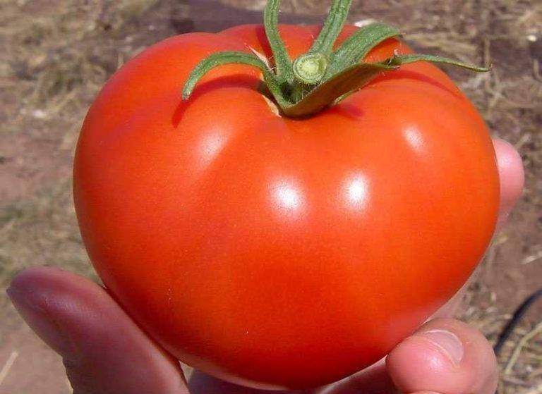 Урожайность — да, болезни — нет! за что голландский томат «бобкат» полюбили российские садоводы?