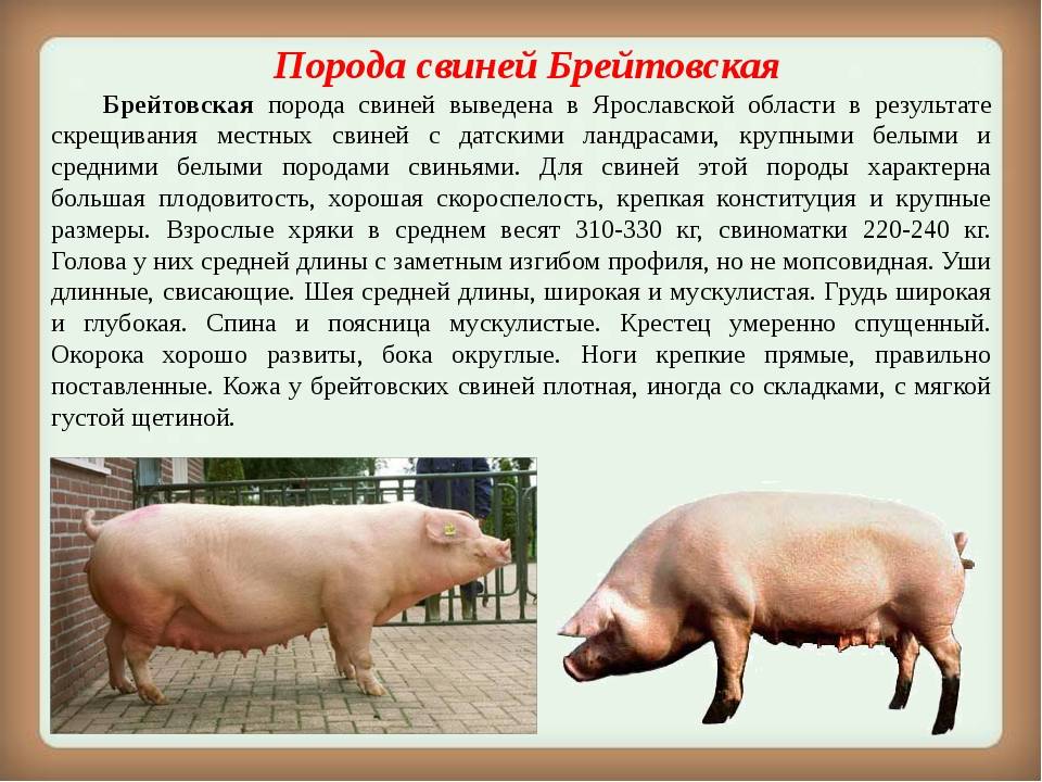 Мясные породы свиней: характеристики, правила выбора
