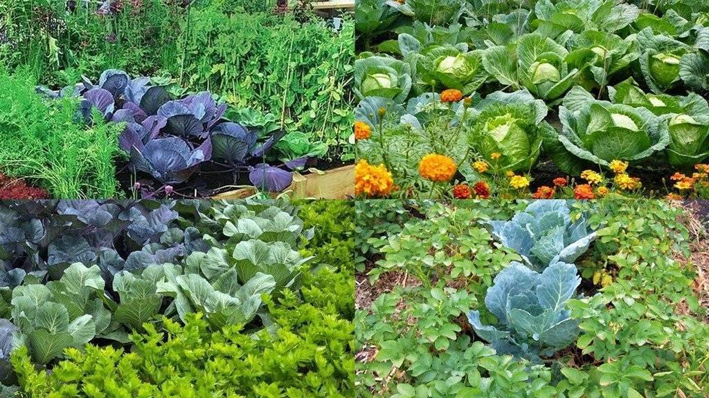 Cовместимость овощных культур на грядках: секреты богатого урожая