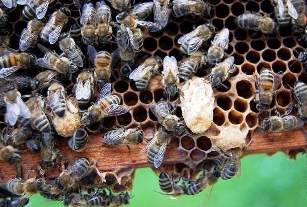 Пчелиная матка — развитие и выведение