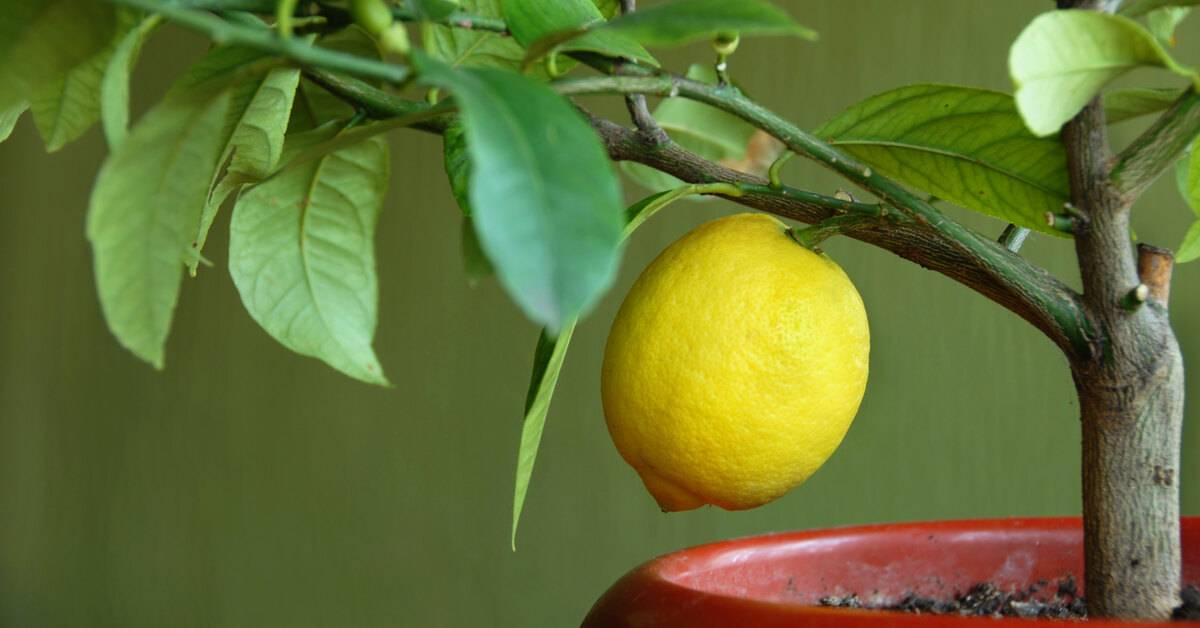 Как посадить и вырастить лимон из косточки дома