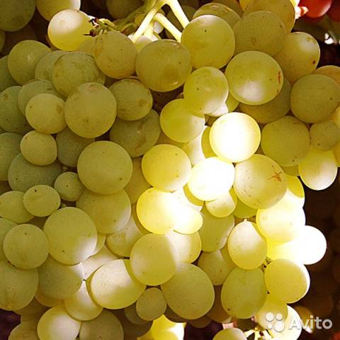Современный сорт с душевным названием — виноград «ванюша»