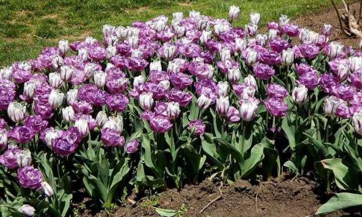 Ботанические тюльпаны посадка и уход. ботанические тюльпаны для вашего сада