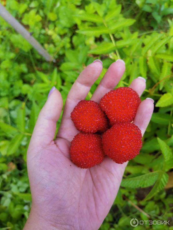 Салат из тибетской малины