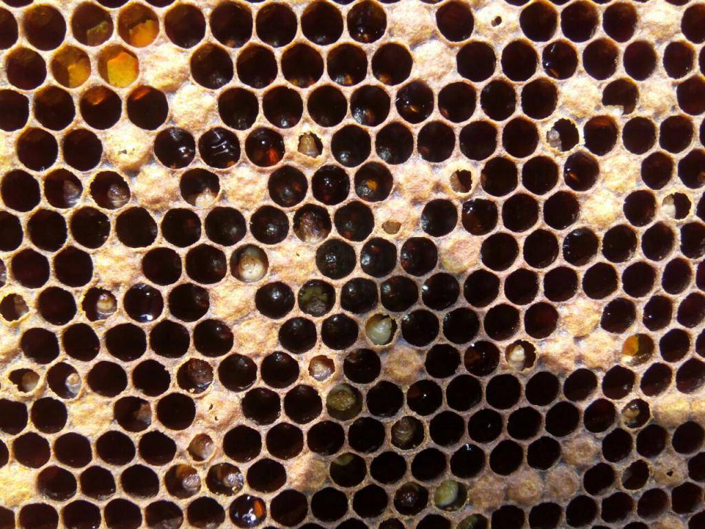 Инфекционные и вирусные болезни пчел — признаки и лечение — медовая биржа