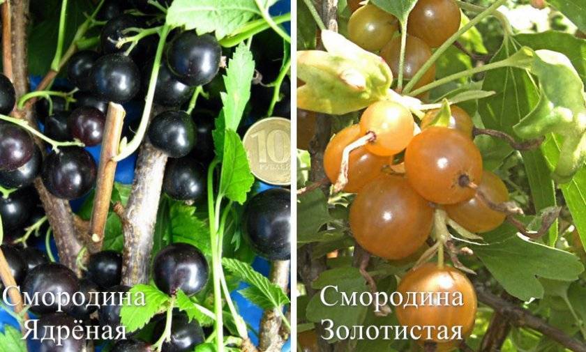 Смородина щедрая: описание сорта красной смородины, выращивание - посадка и уход