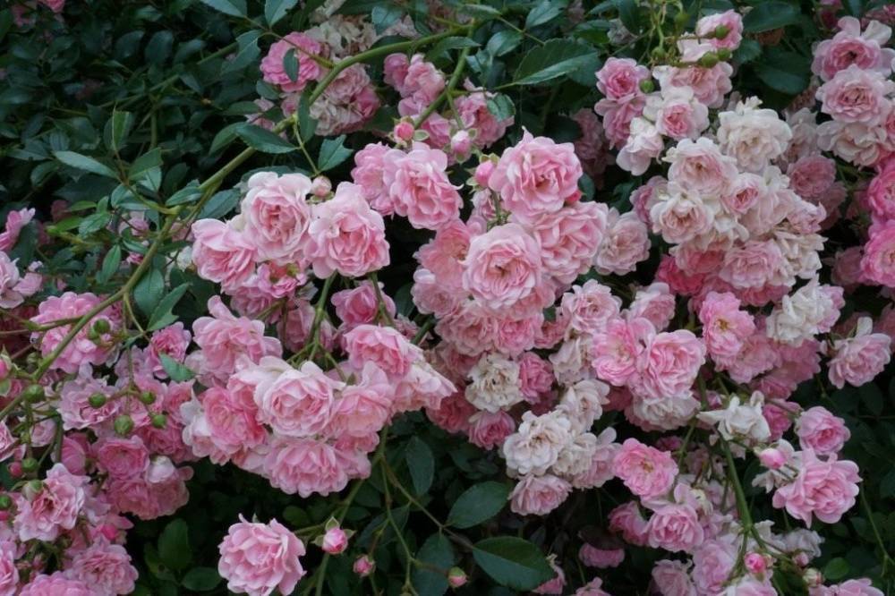 Почвопокровные розы: фото, сорта, названия и описания, отзывы