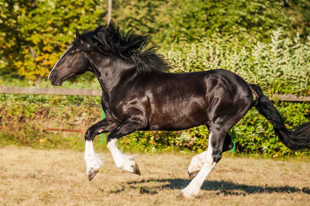 Порода лошадей владимирский тяжеловоз фото