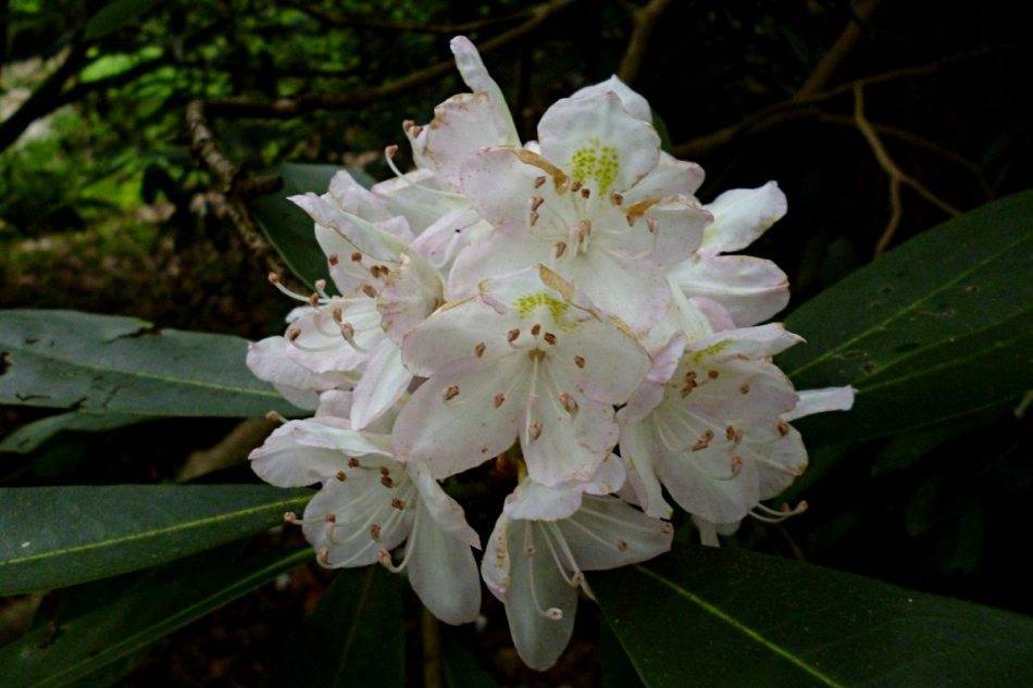 Рододендрон японский: популярные сорта, описание, посадка и уход за цветком
