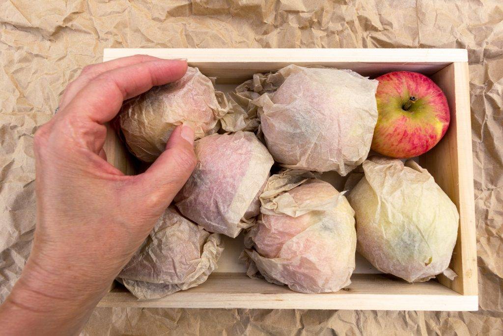 Как хранить яблоки в холодильнике - как сохранить свежими на зиму