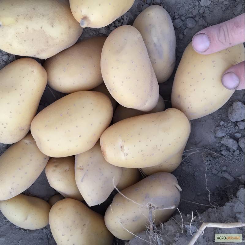 ᐉ сорт картофеля «гранд» – описание и фото - roza-zanoza.ru