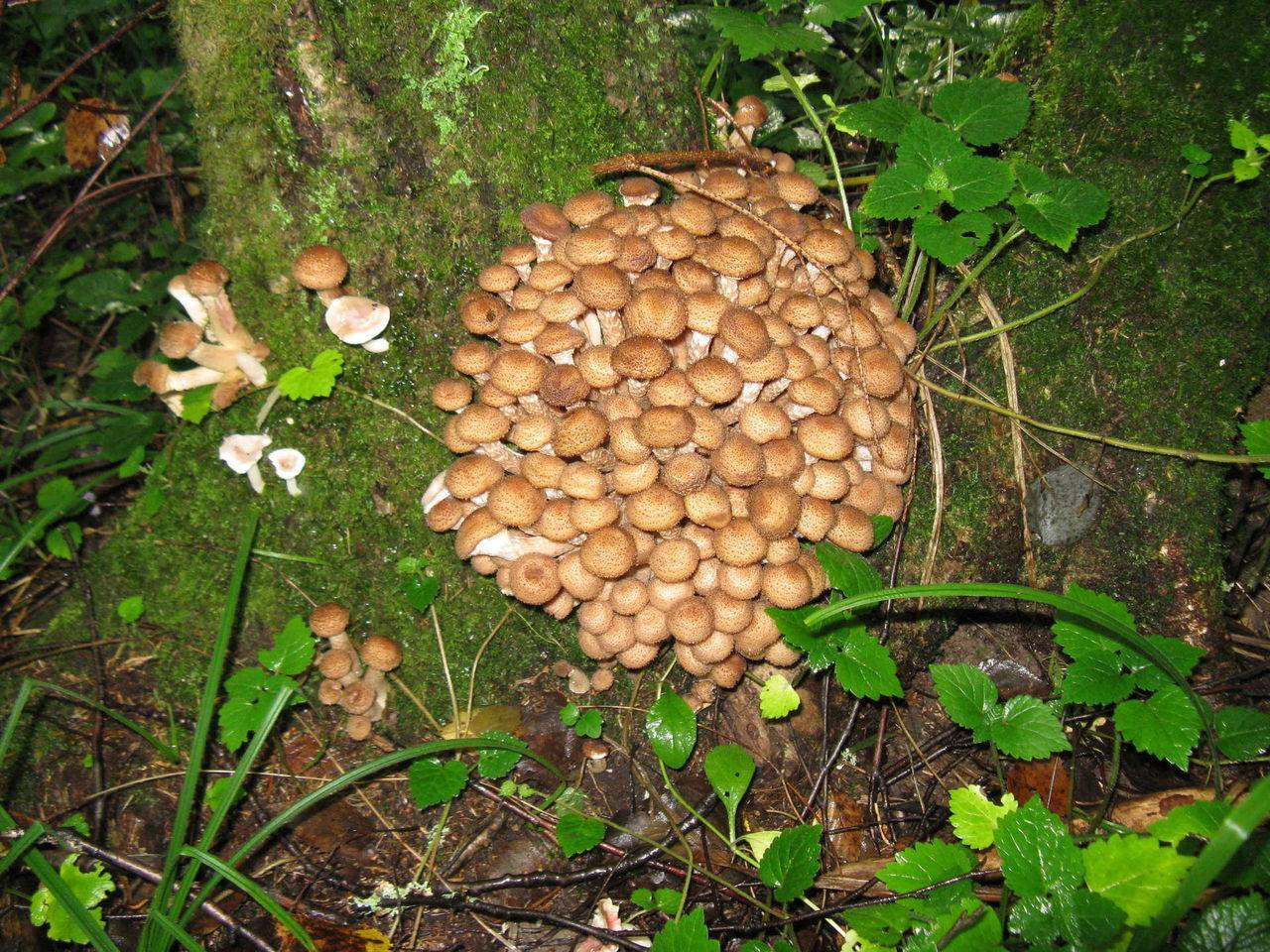 Съедобные грибы: виды с фото