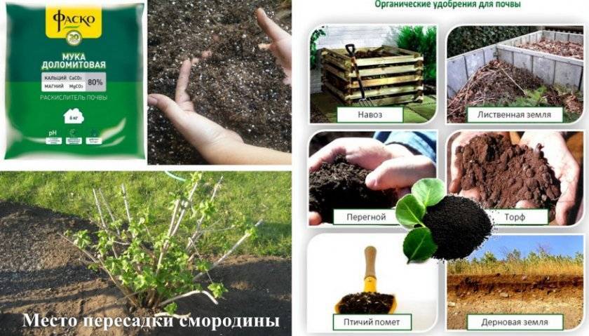 Когда пересаживать смородину - пошаговая инструкция по пересадке смородины (110 фото)