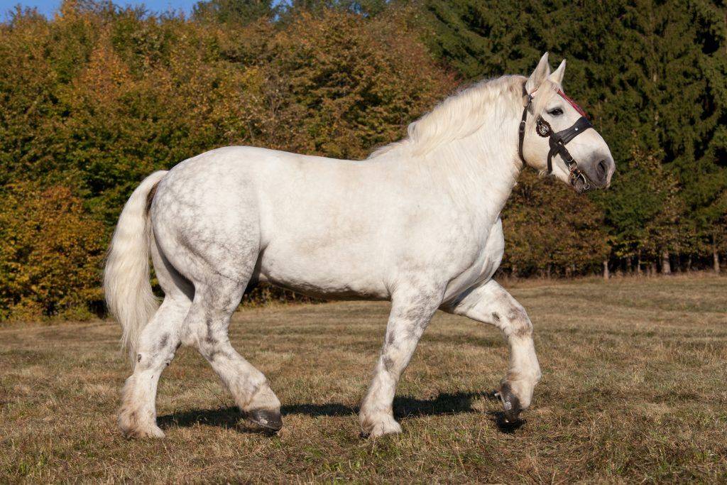 ᐉ лошадь породы першерон - характеристика породы и особенности ухода - zooon.ru