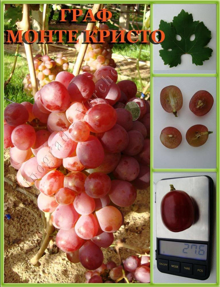 Виноград граф монте кристо: описание сорта с фото, отзывы, посадка и уход