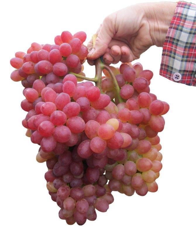 Сорт винограда велес: описание сорта, уход, отзывы, фото