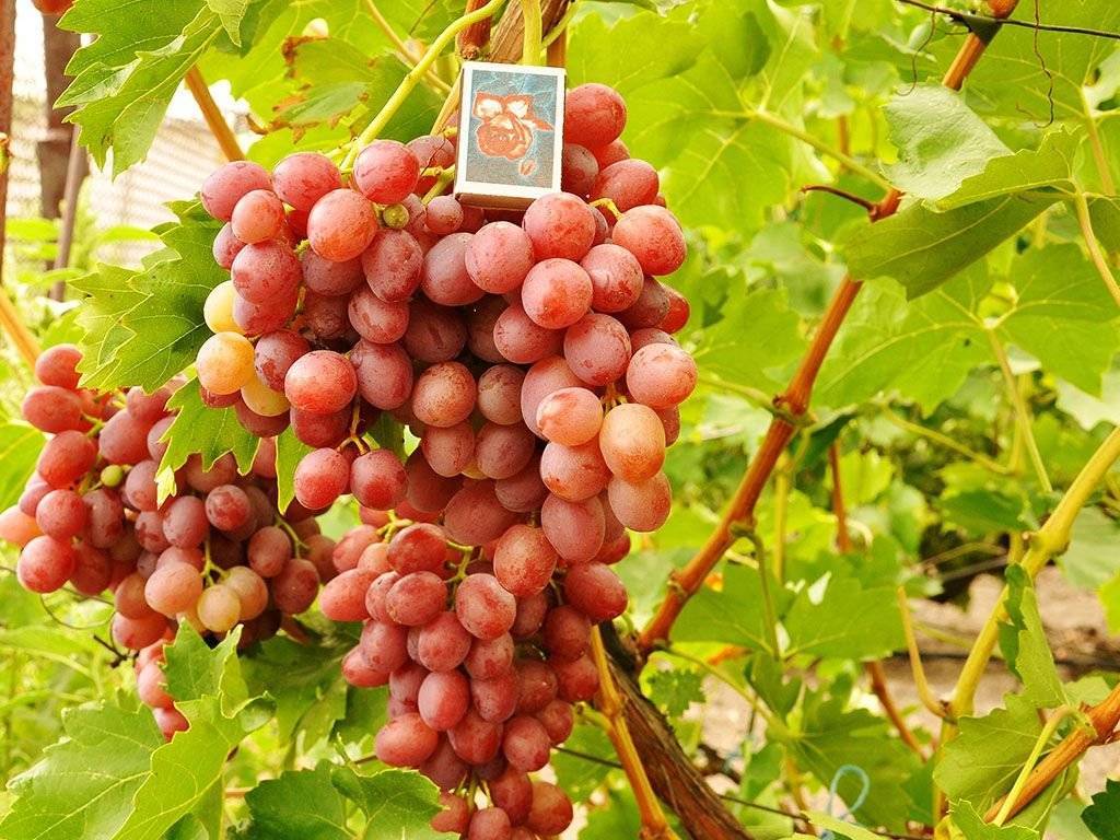 Виноград ливия фото и описание
