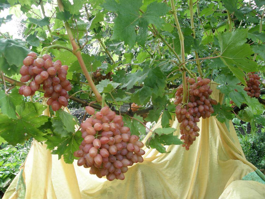 Виноград кишмиш лучистый: описание сорта, саженцы