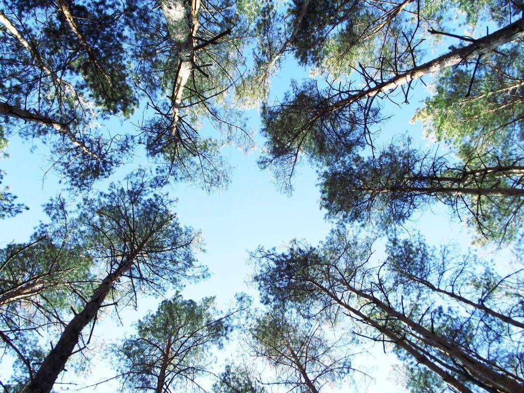 Топ-10 самых высоких деревьев в россии