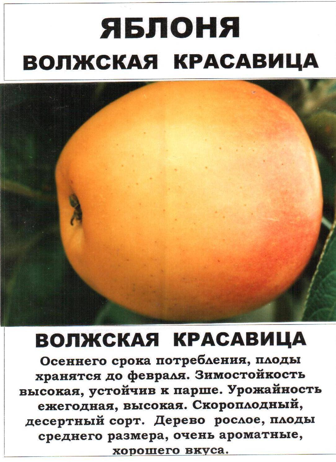 Нетребовательная и плодовитая яблоня башкирская красавица: характеристики, фото, особенности ухода