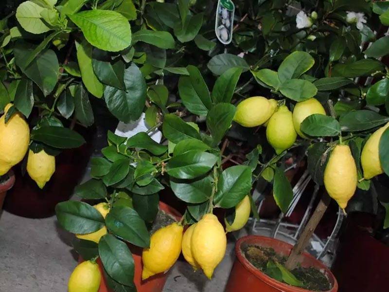 Домашний лимон - как ухаживать в домашних условиях? обрезка