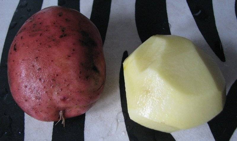 Сорт картофеля журавинка - описание, особенности, характеристики и отзывы