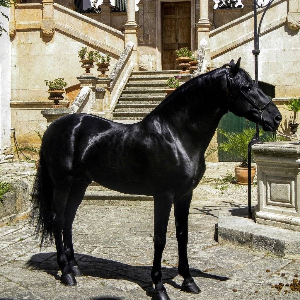 Породы лошадей: чистокровные испанские лошади - наши лапки