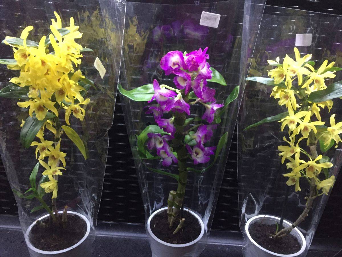 Орхидея дендробиум нобиле: уход и посадка растения, цветение dendrobium nobile в домашних условиях