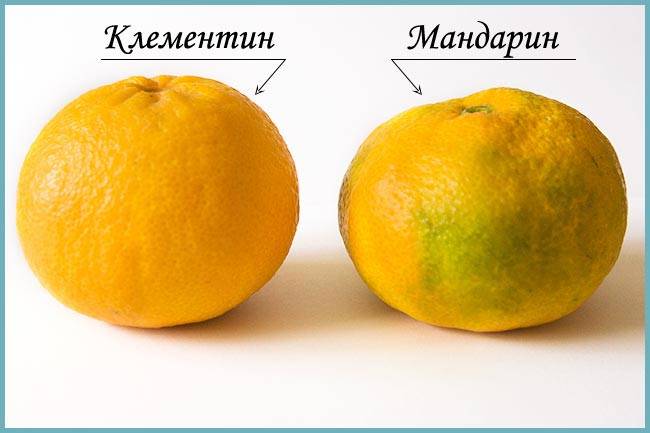 Фрукт клементин - фото этого сорта мандарин, его полезные свойства