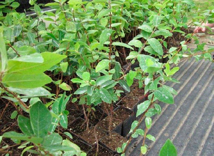 Как быстро размножить съедобную жимолость черенками летом